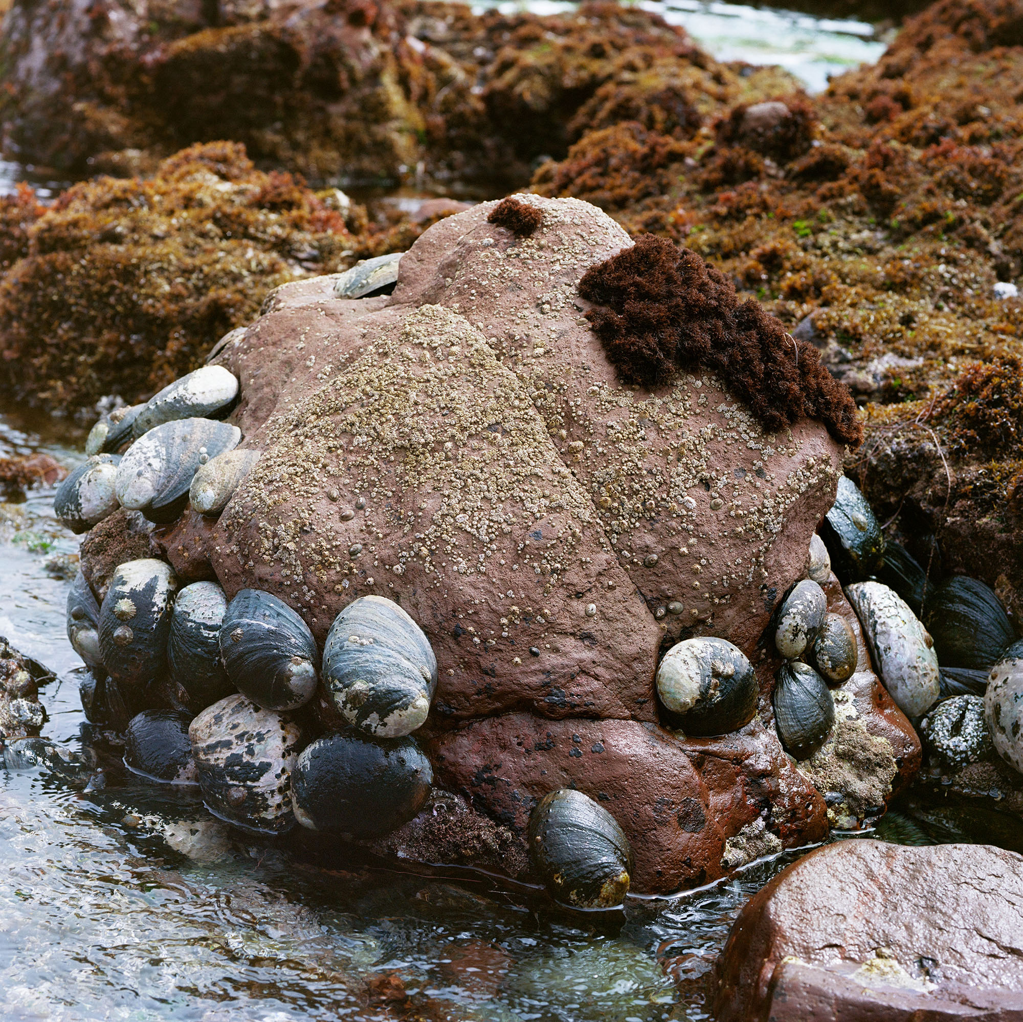 Mercedes Dorame, Abalone Congregation, from the series Everywhere is West, 2022; courtesy the artist; © Mercedes Dorame